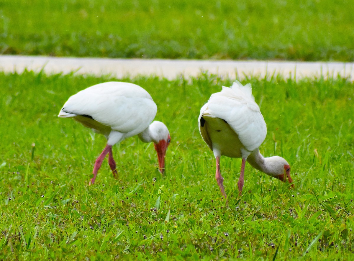ibis bílý - ML638274758