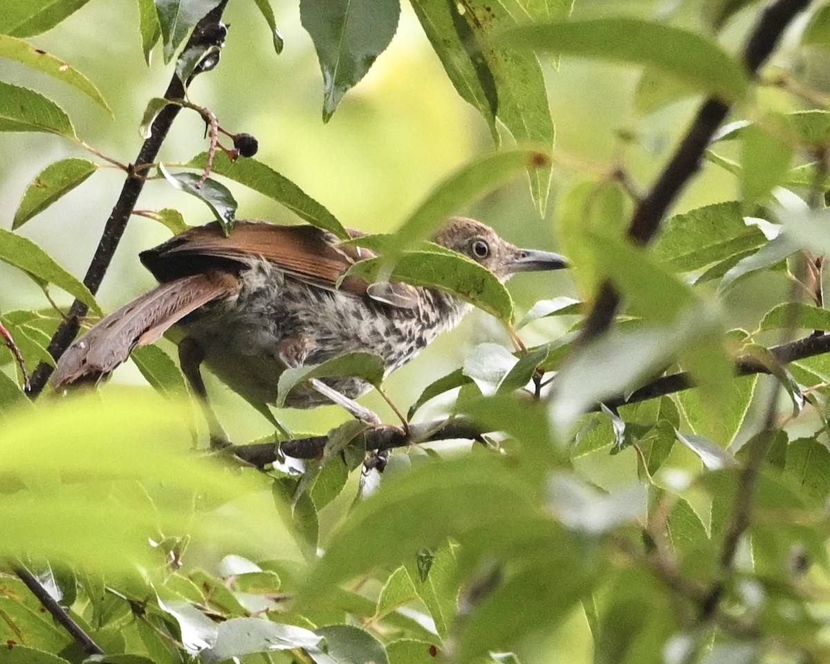 Brown Thrasher - ML638274760
