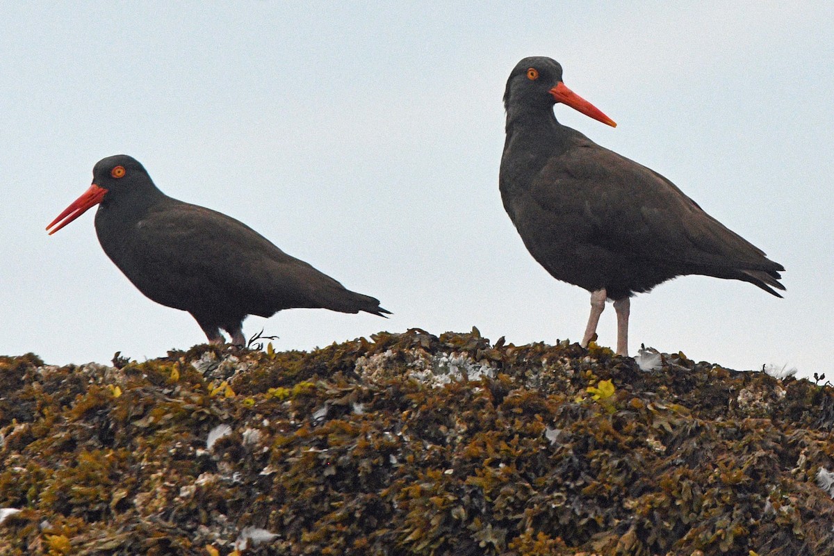 Black Oystercatcher - ML638274761