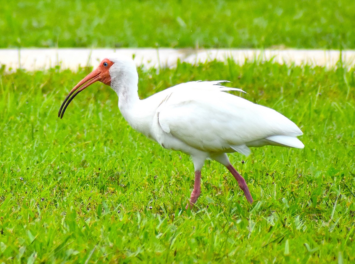 ibis bílý - ML638274768
