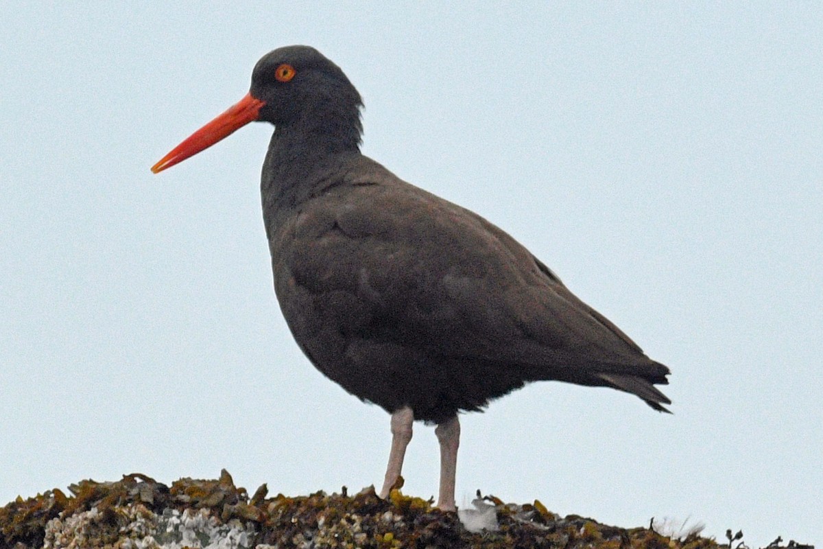 Black Oystercatcher - ML638274777