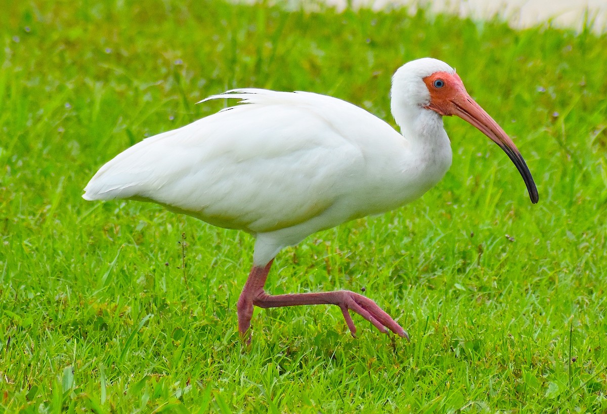 ibis bílý - ML638274785