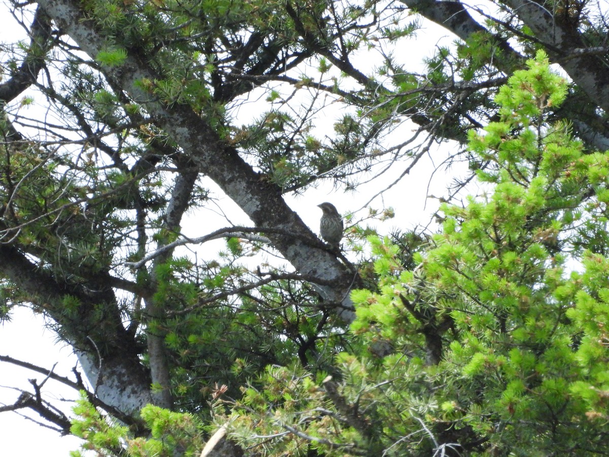 Cassin's Finch - ML638274795