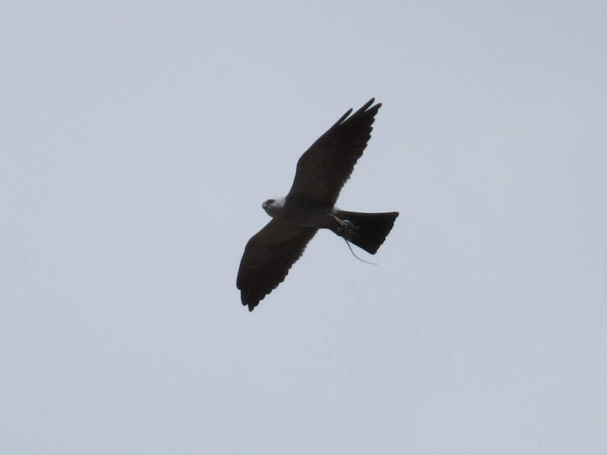 Mississippi Kite - ML638274798