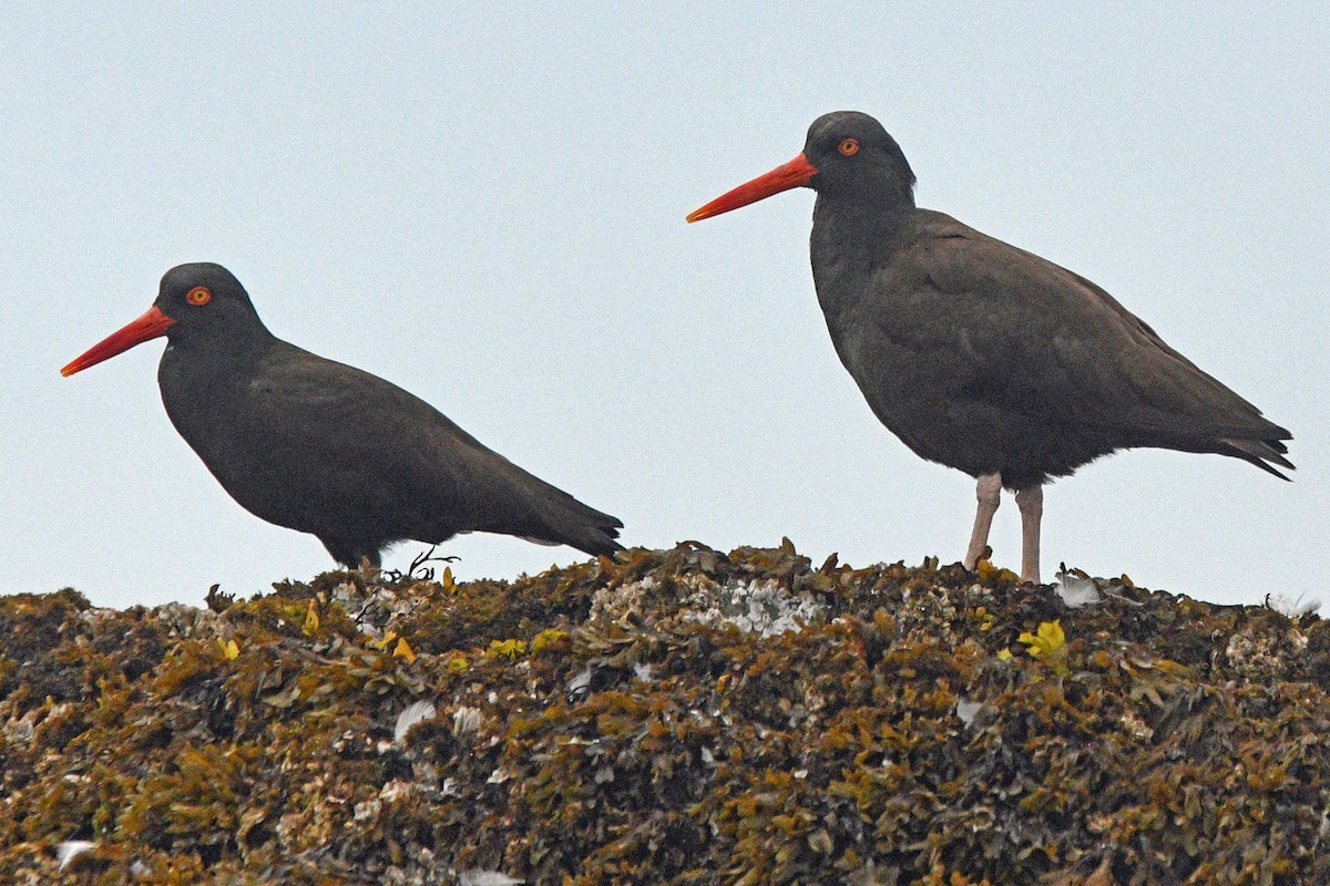 Black Oystercatcher - ML638274805