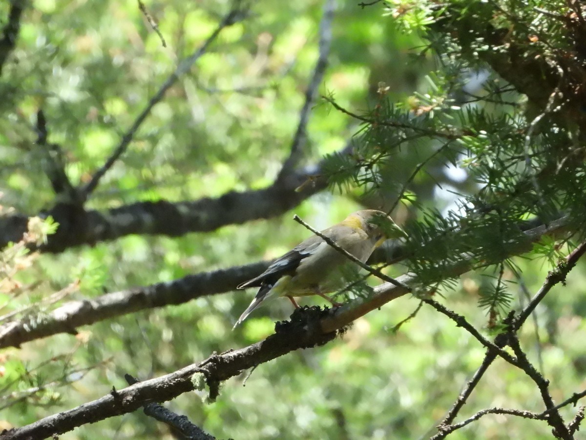 Evening Grosbeak - ML638274806