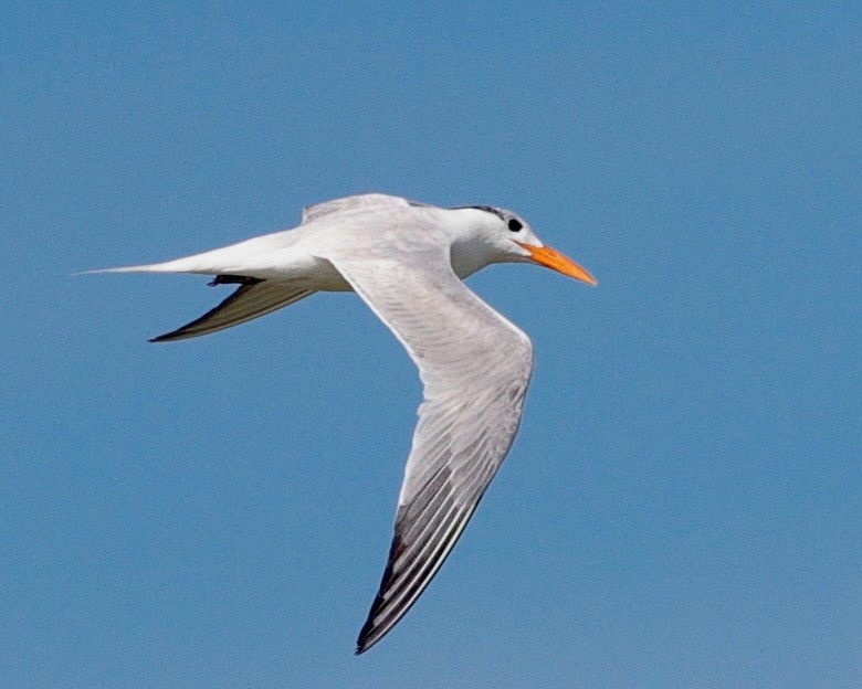 Royal Tern - ML638274821