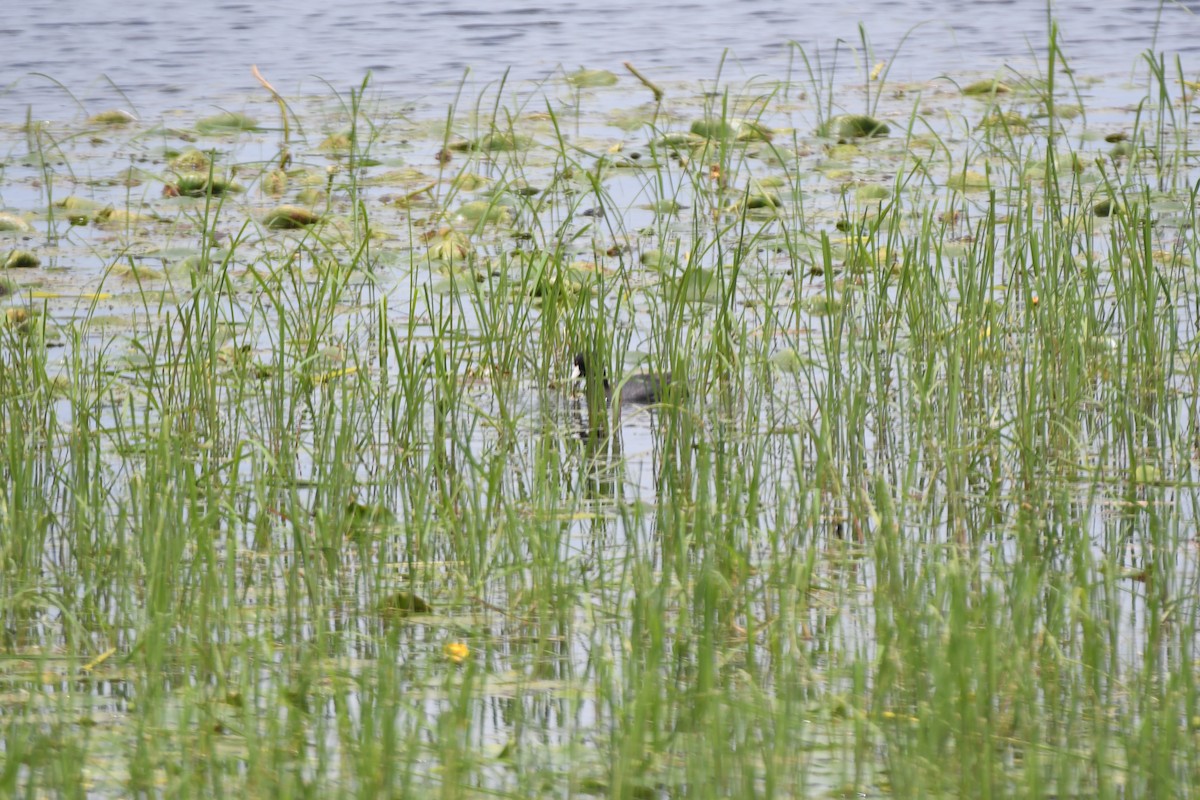 American Coot - ML638274829