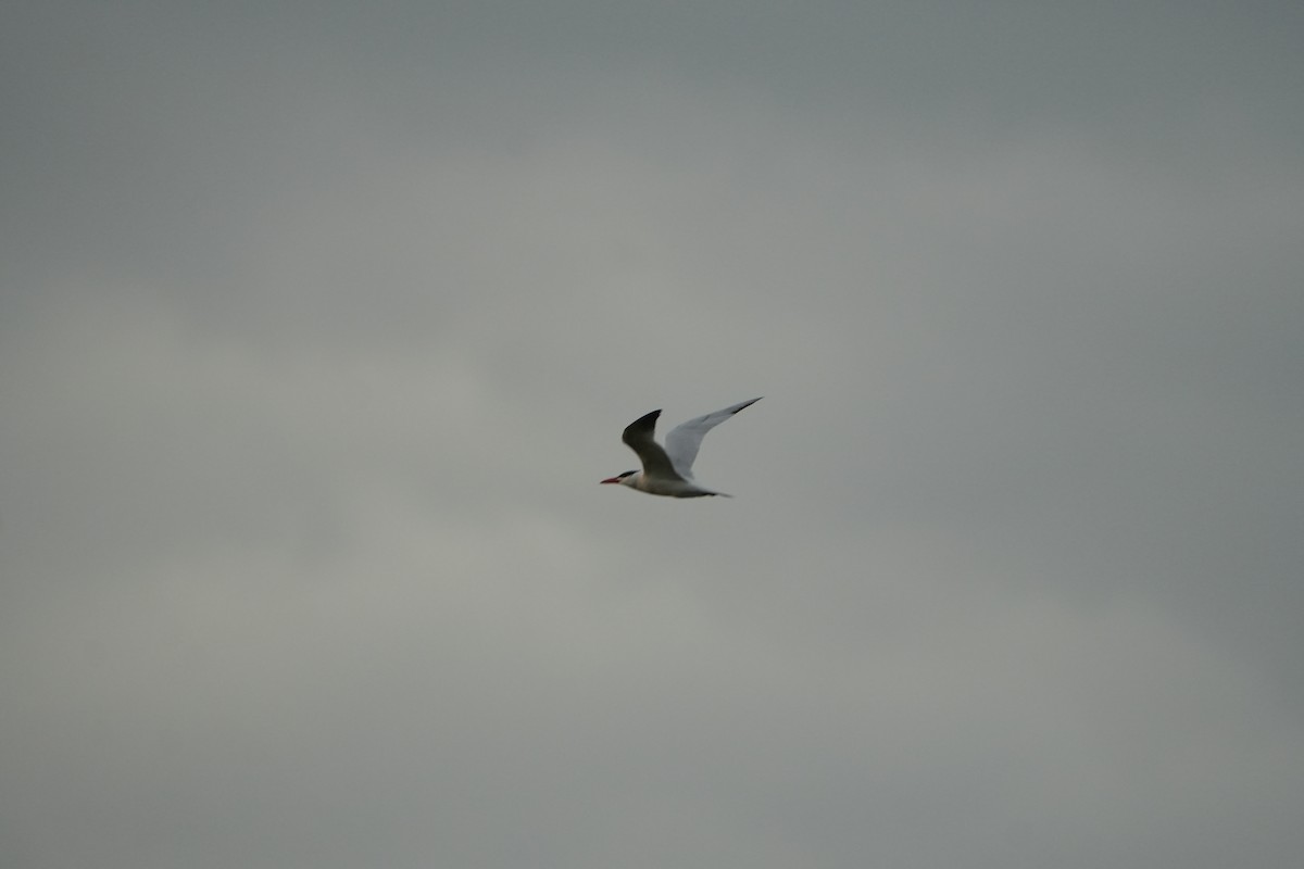 Forster's Tern - ML638274831