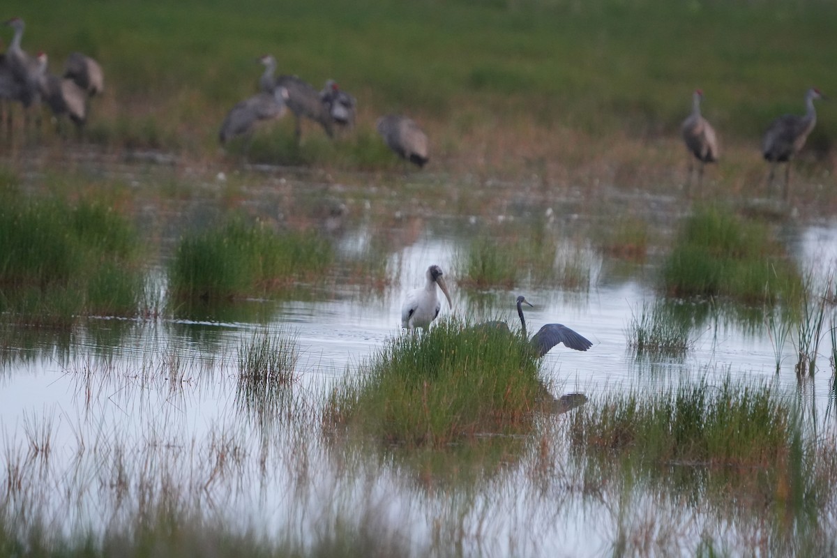Wood Stork - ML638274838