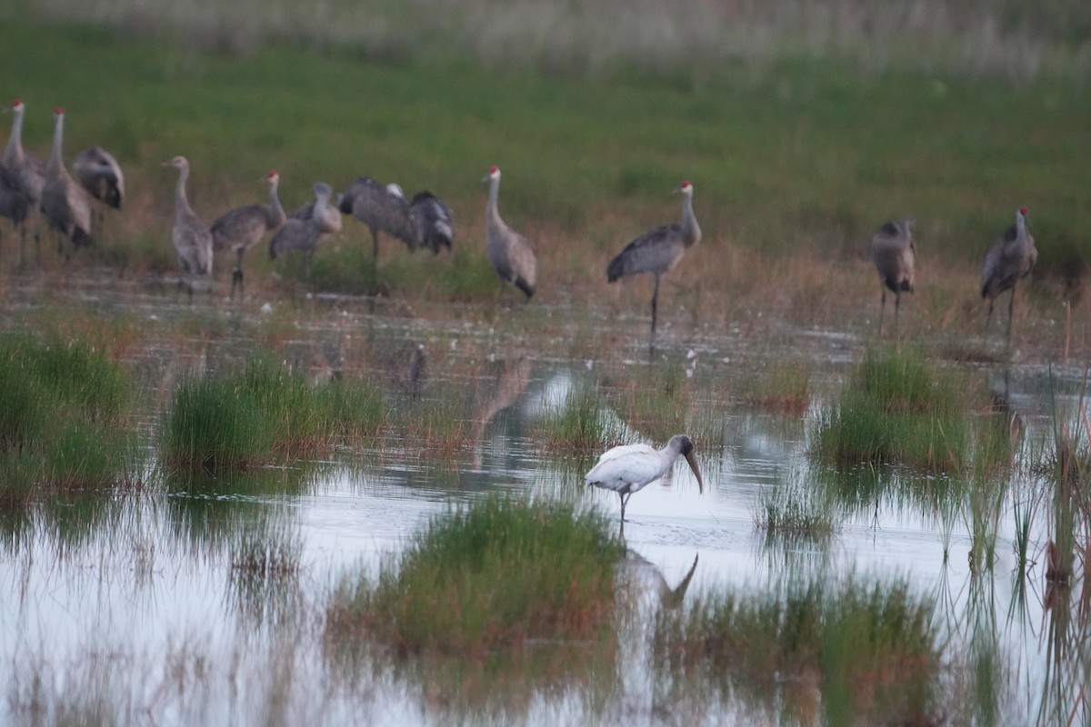 Wood Stork - ML638274839