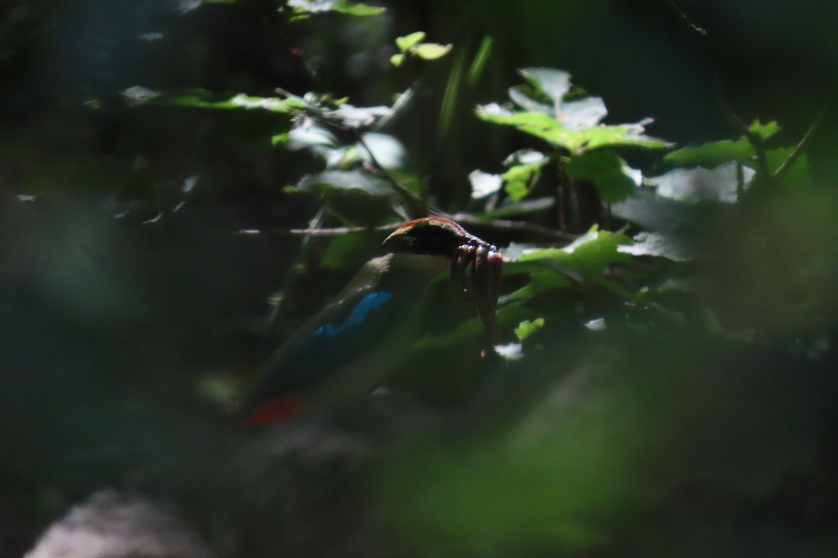 Fairy Pitta - ML638274865