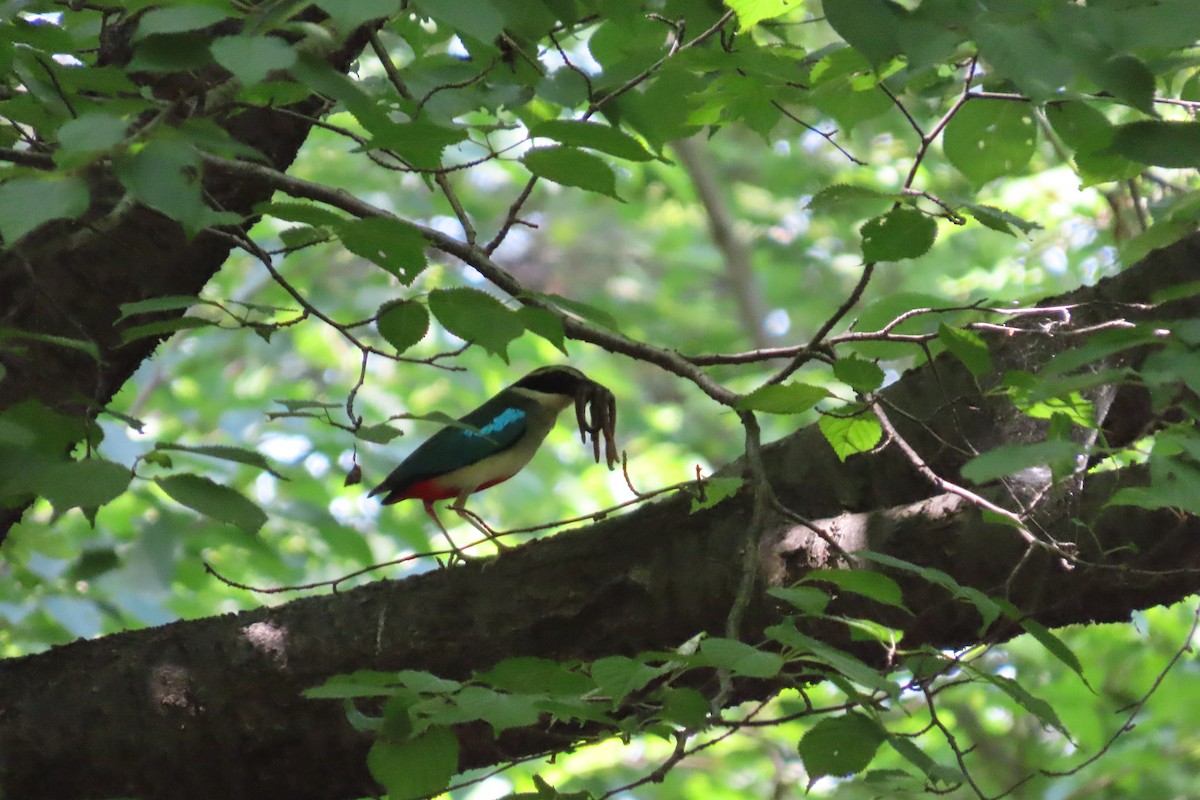 Fairy Pitta - ML638274866