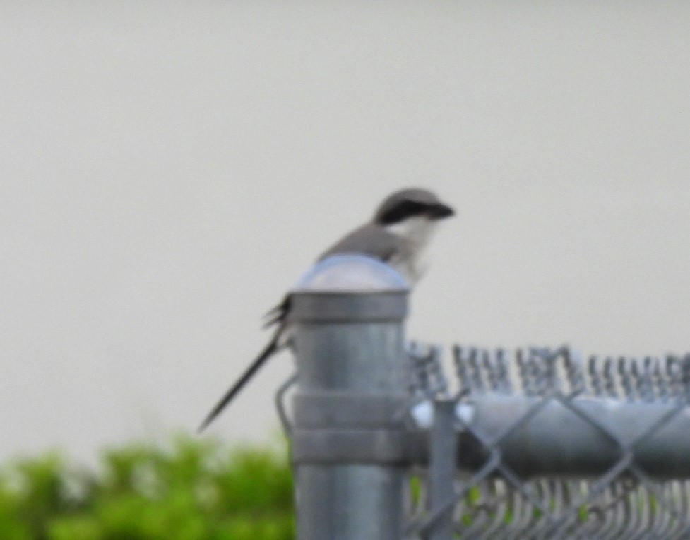 Loggerhead Shrike - ML638274872