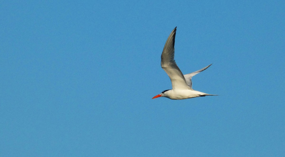 Royal Tern - ML638274880