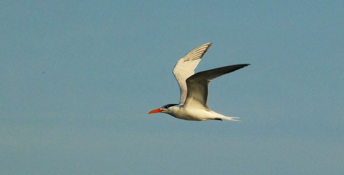 Royal Tern - ML638274882