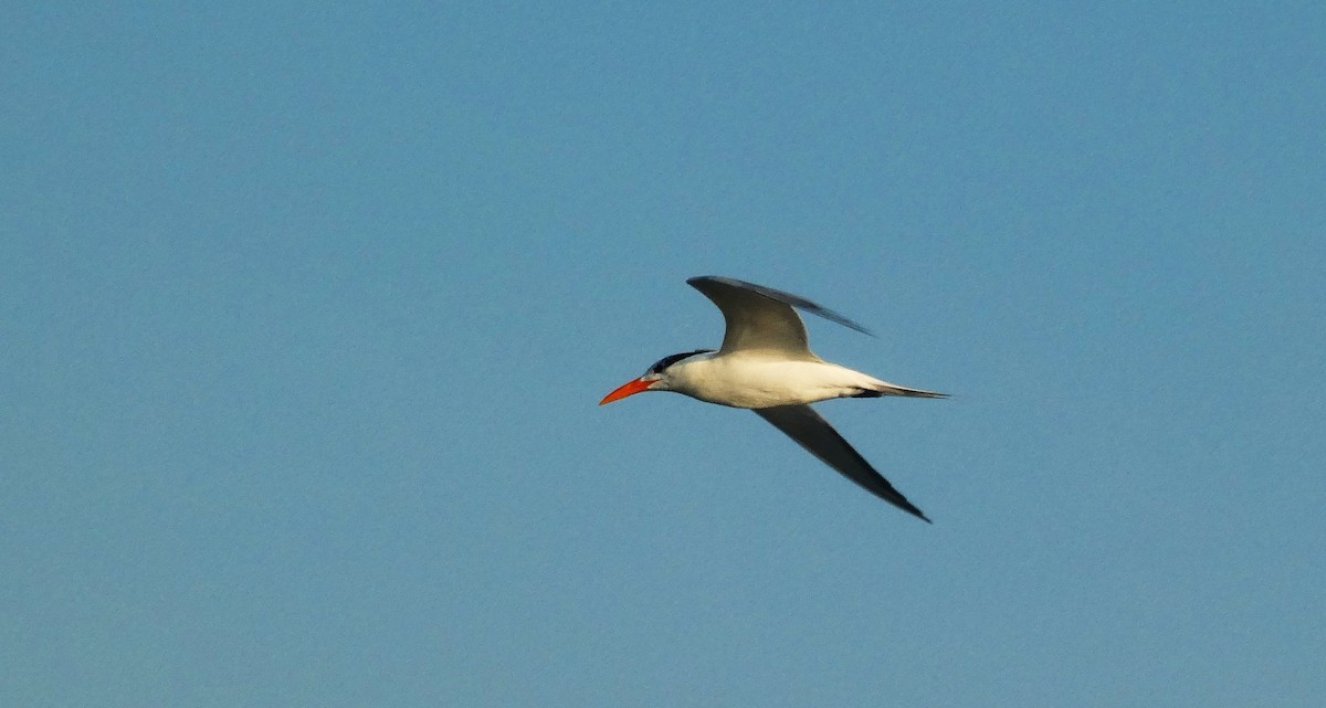 Royal Tern - ML638274884