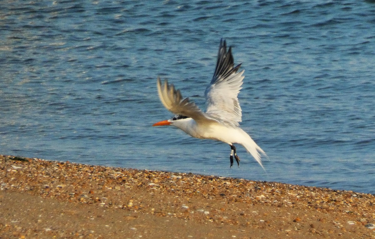 Royal Tern - ML638274885