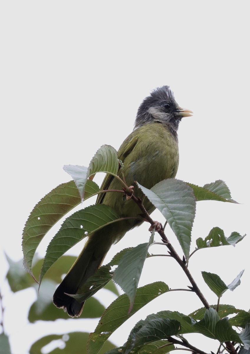 Crested Finchbill - ML638274893