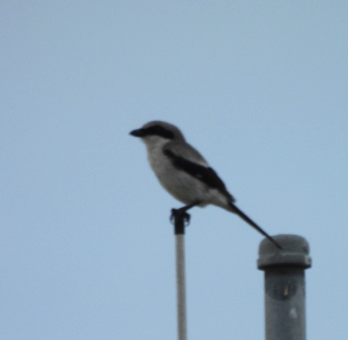 Loggerhead Shrike - ML638274911