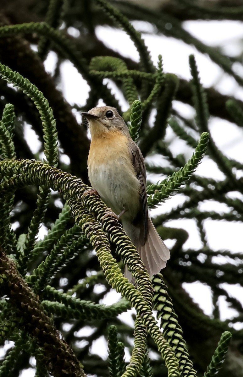 Hill Blue Flycatcher - ML638274912