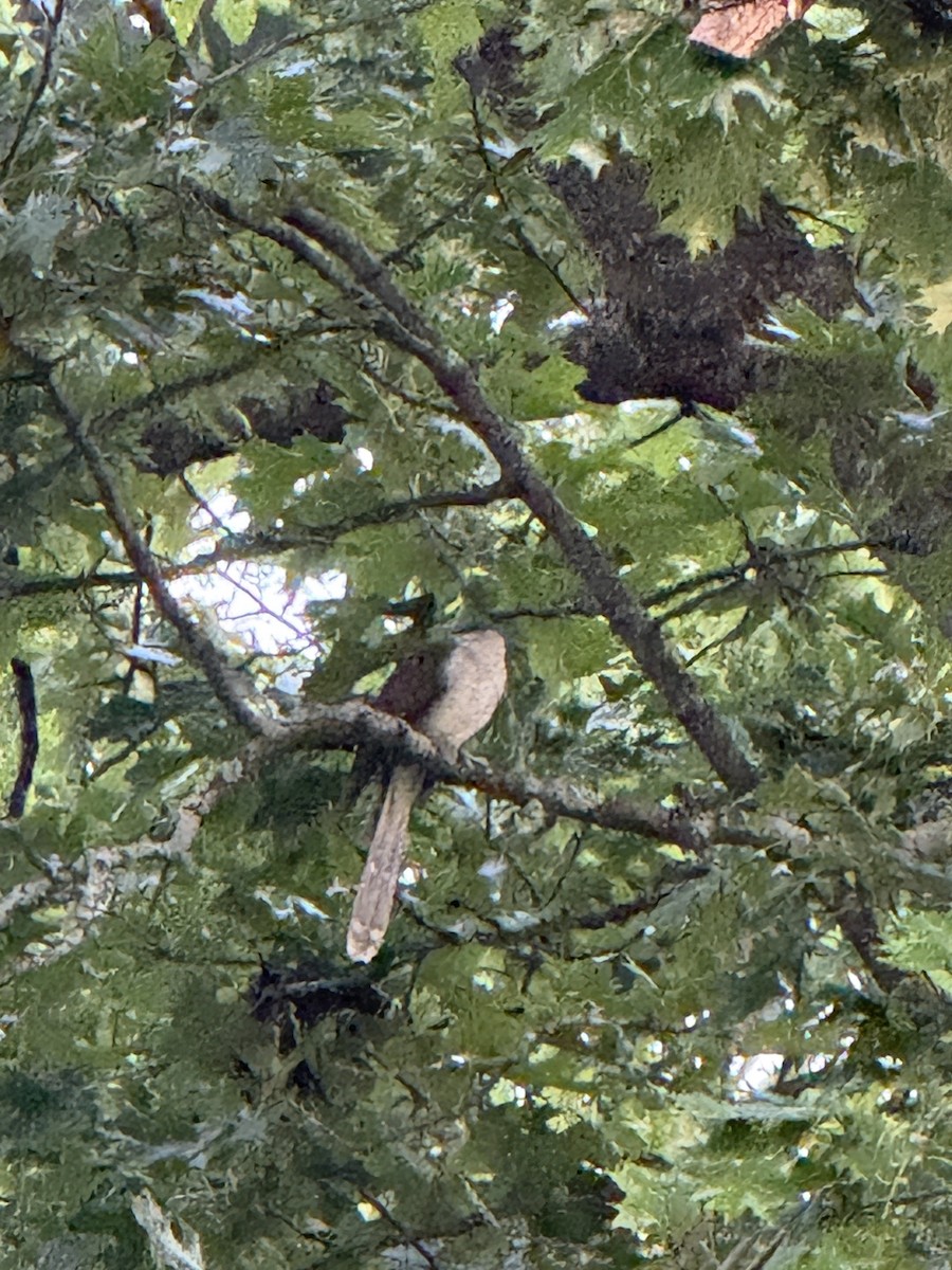 Black-billed Cuckoo - ML638274923
