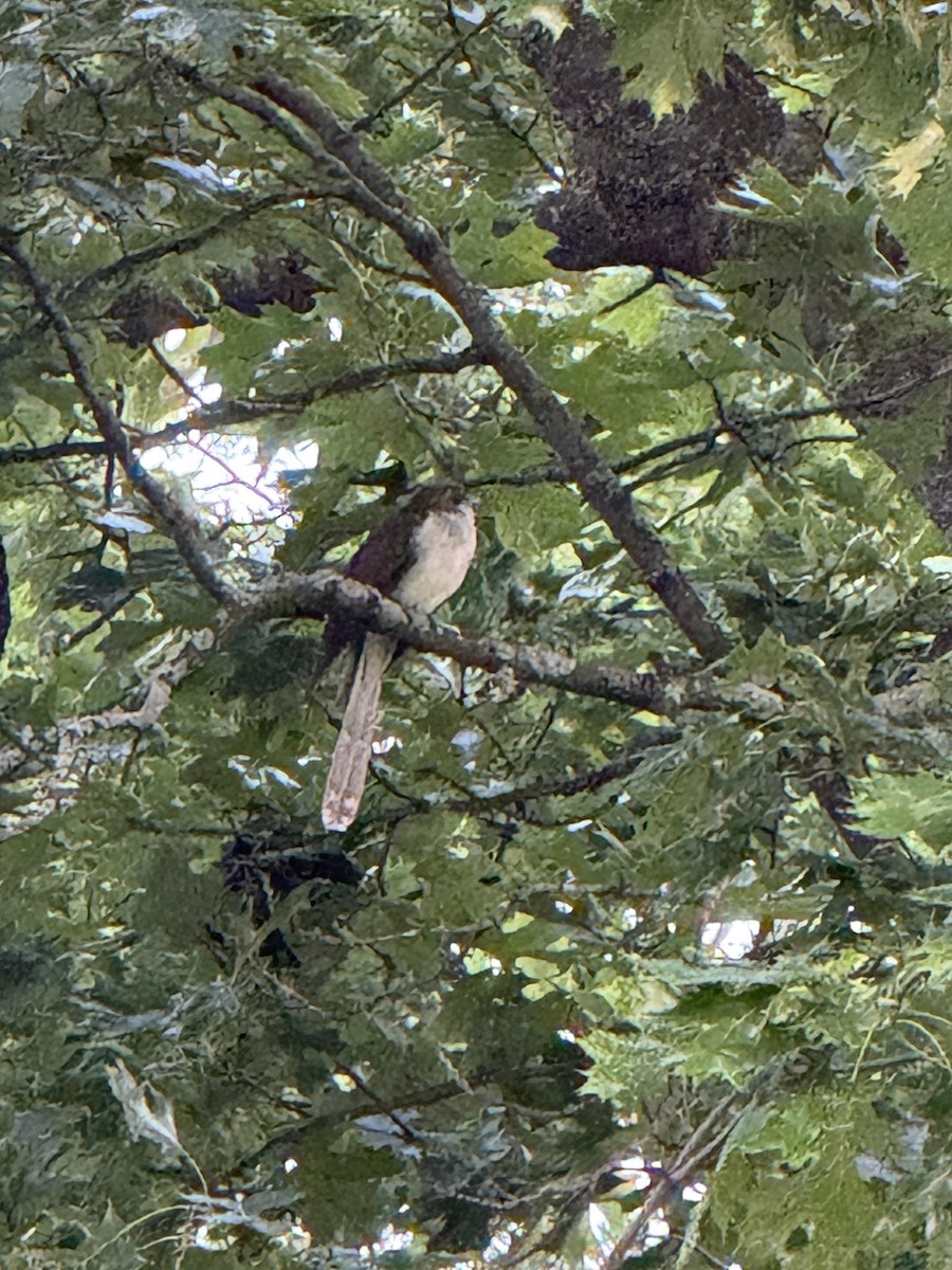 Black-billed Cuckoo - ML638274924