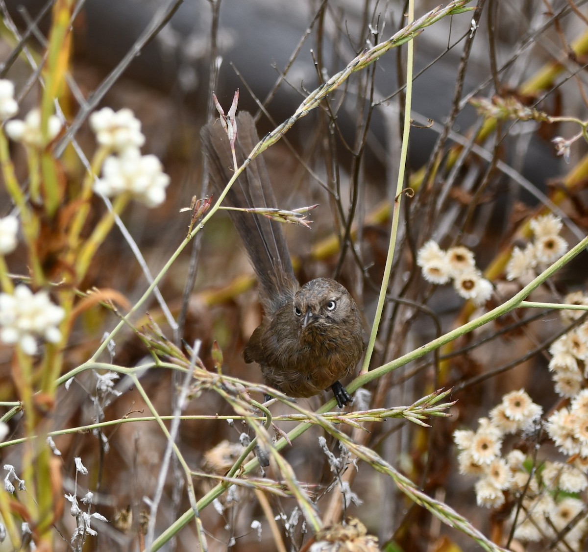 Wrentit - ML638274933