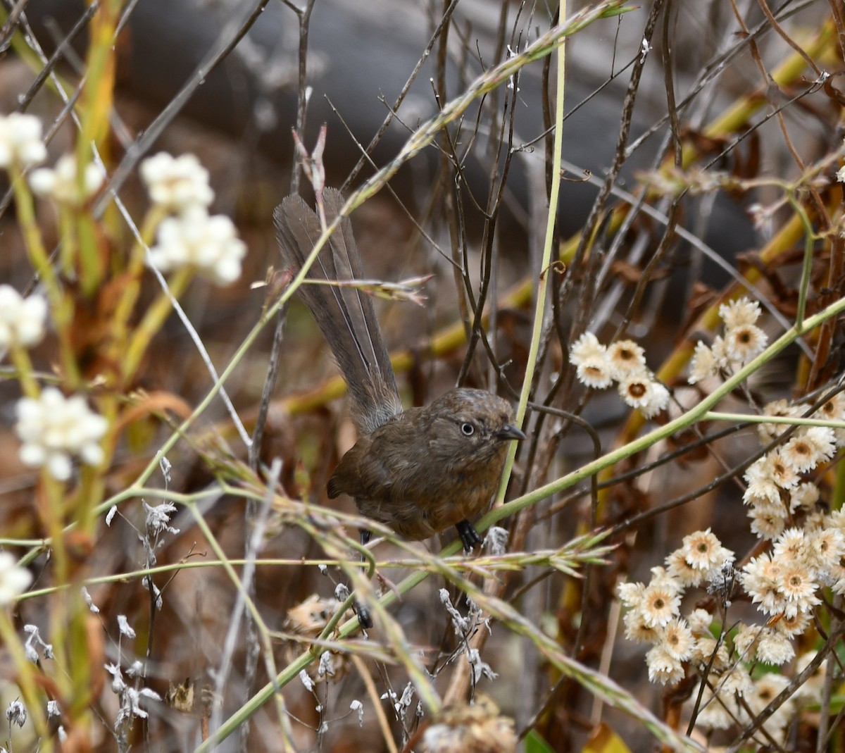Wrentit - ML638274934