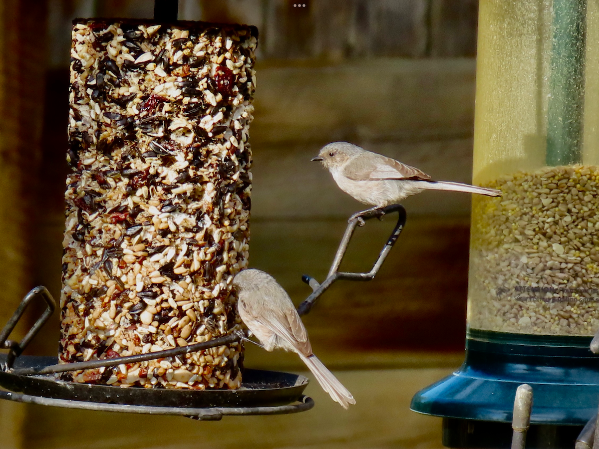 Bushtit - ML638274935