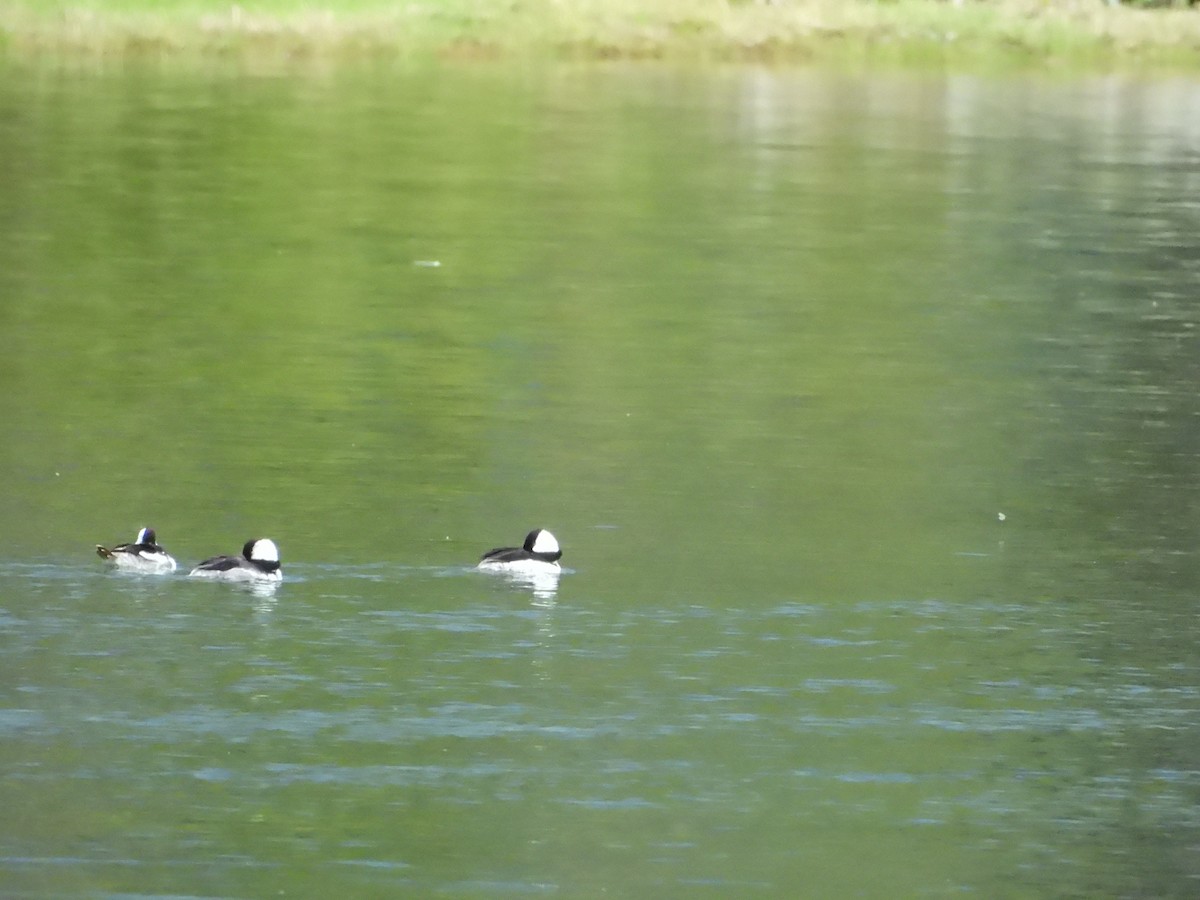 Bufflehead - ML638274985