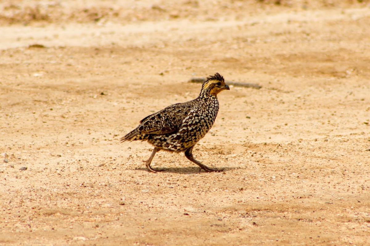 Black-throated Bobwhite - ML638274993