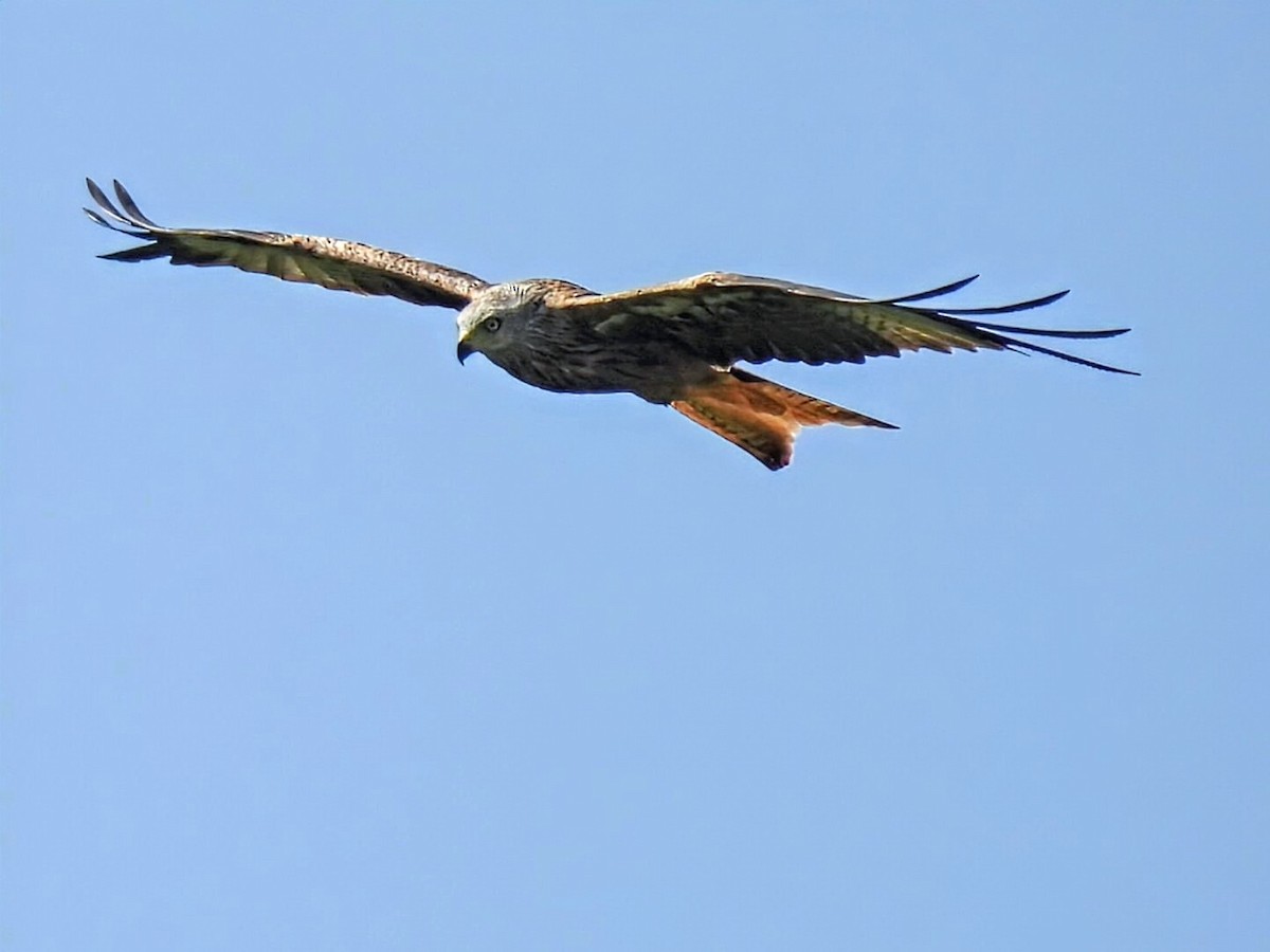 Red Kite - ML638274994