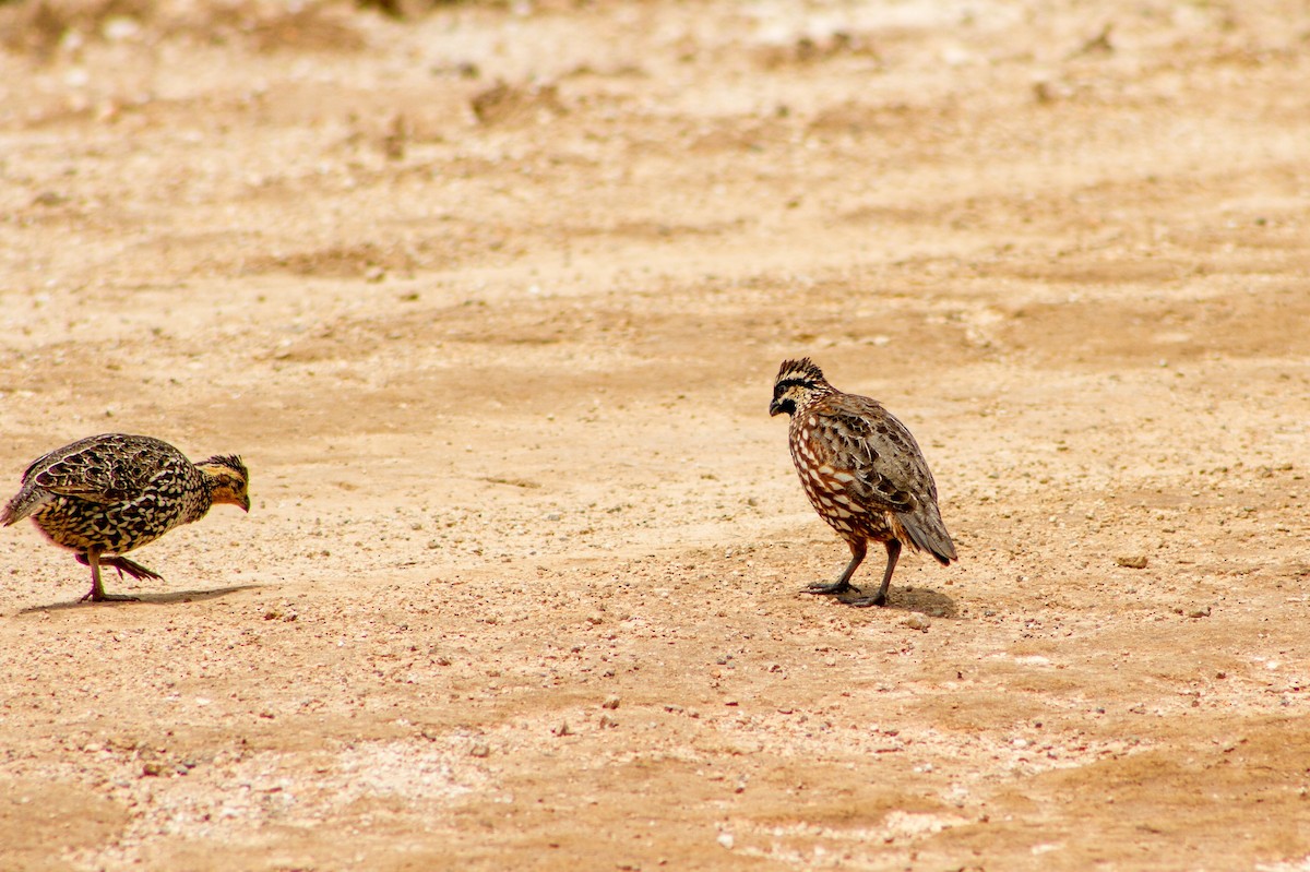 Black-throated Bobwhite - ML638274996