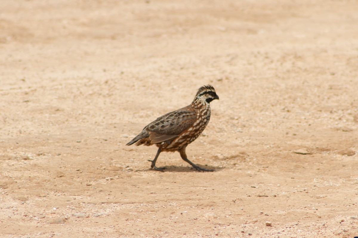 Black-throated Bobwhite - ML638274998