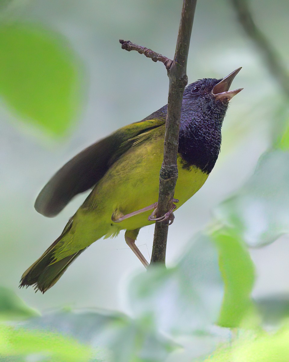 Mourning Warbler - ML638275035