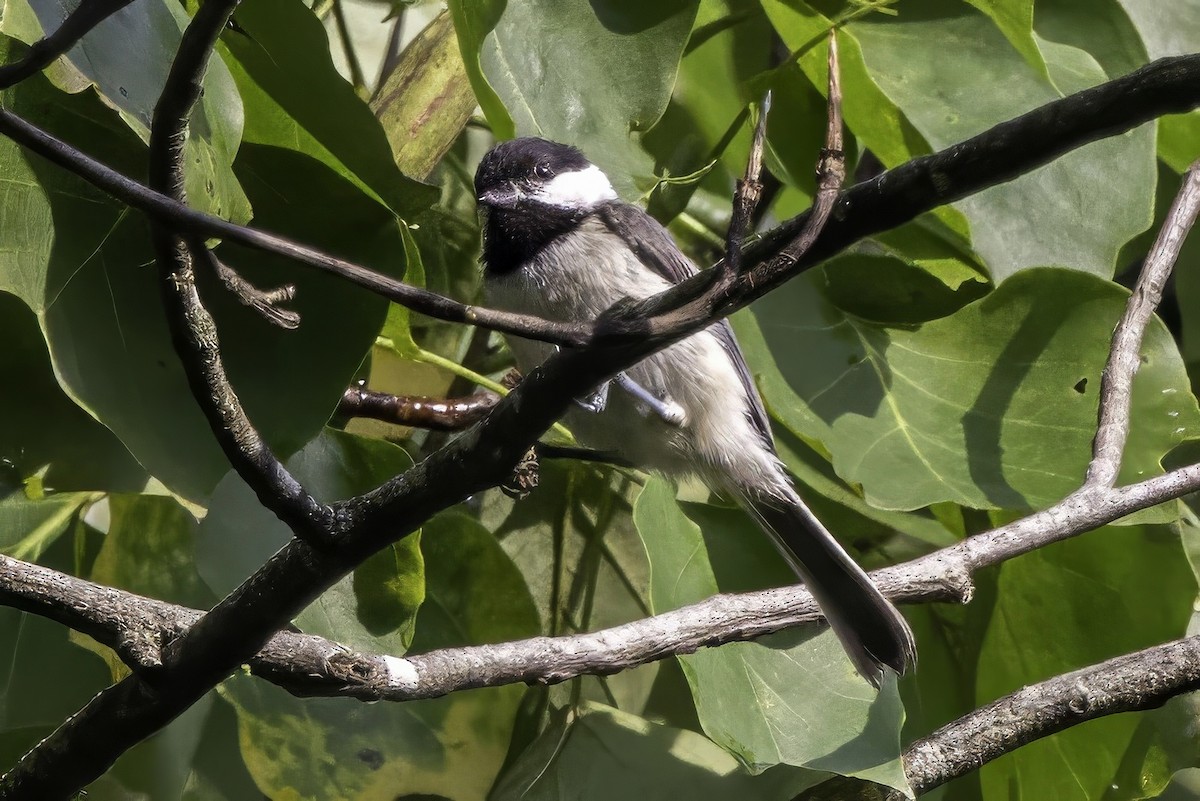 Carolina Chickadee - ML638275039