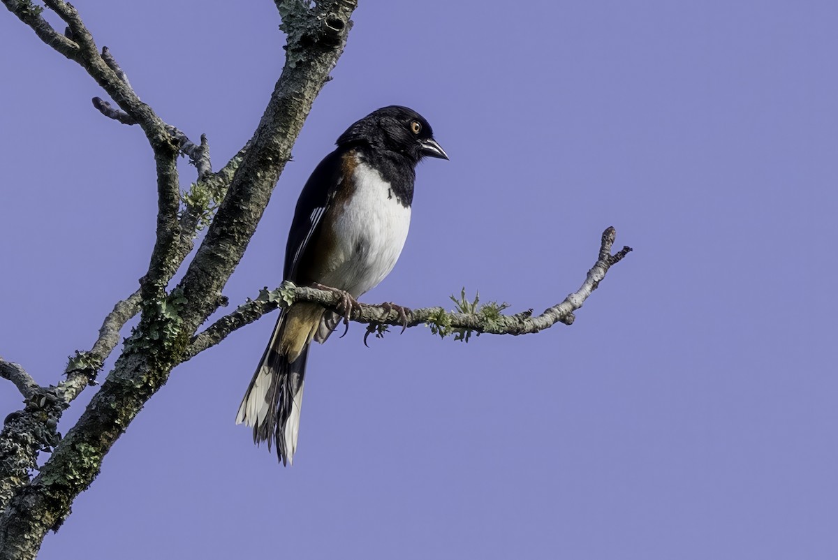 Eastern Towhee - ML638275060