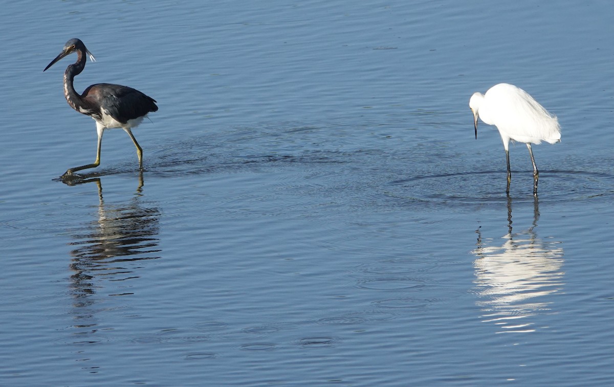 Tricolored Heron - ML638275065