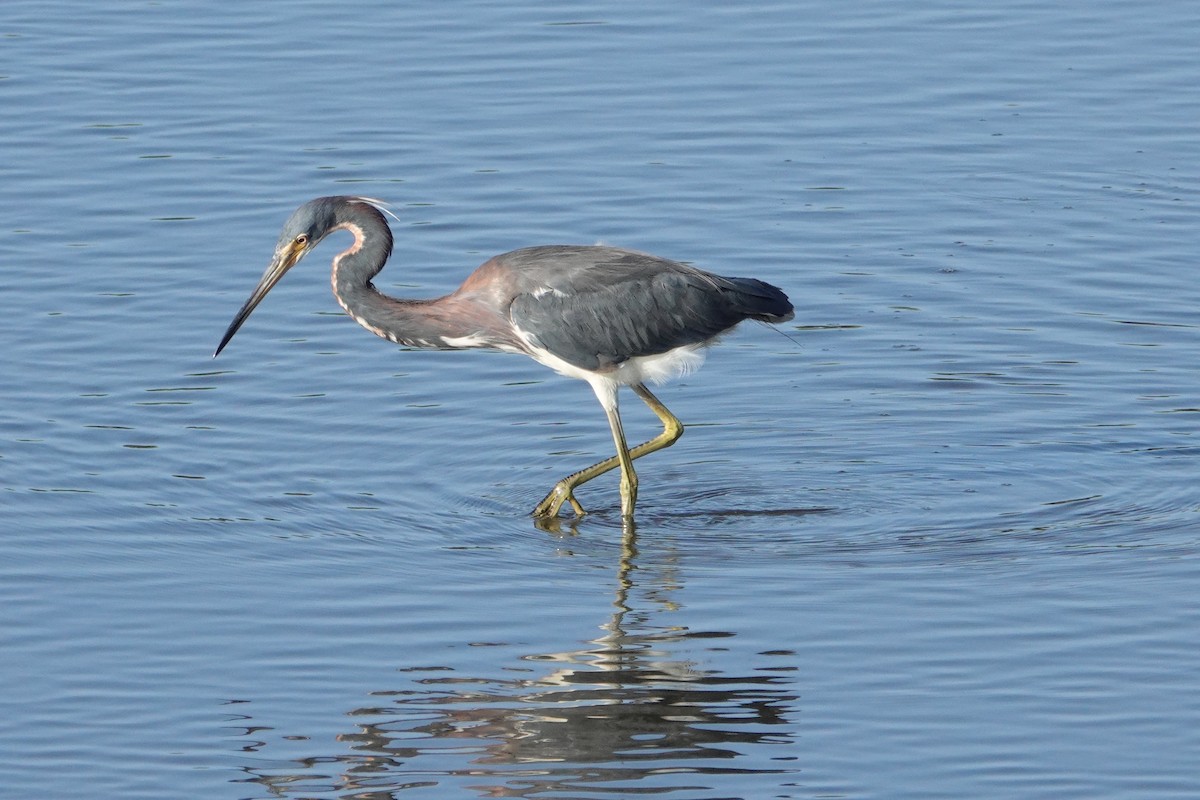 Tricolored Heron - ML638275066