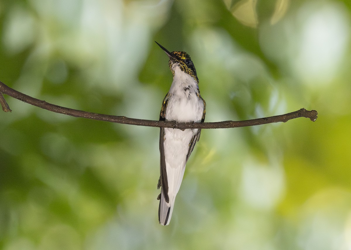 Black-eared Fairy - ML638275081