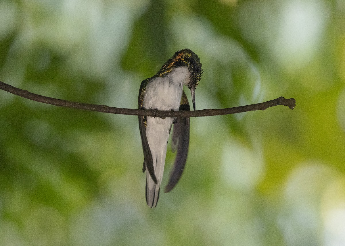 Black-eared Fairy - ML638275082