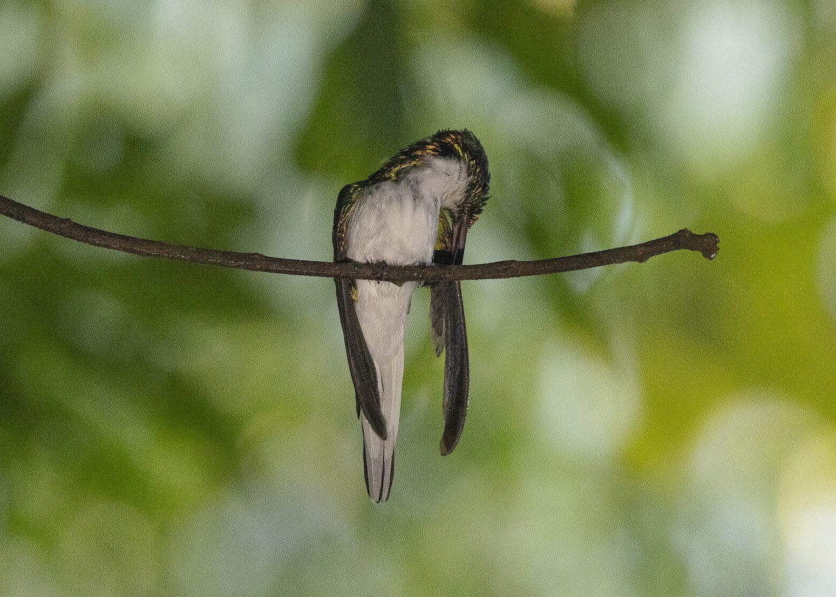 Black-eared Fairy - ML638275084
