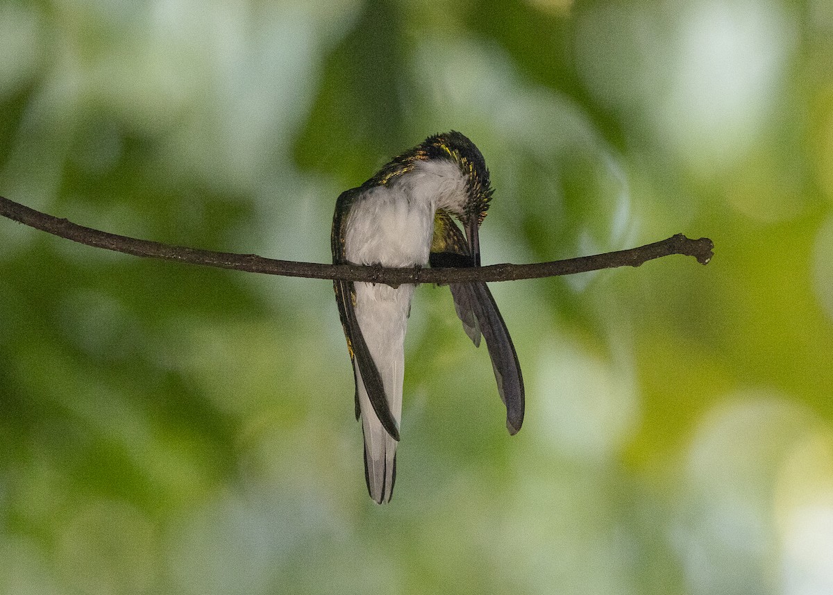 Black-eared Fairy - ML638275085