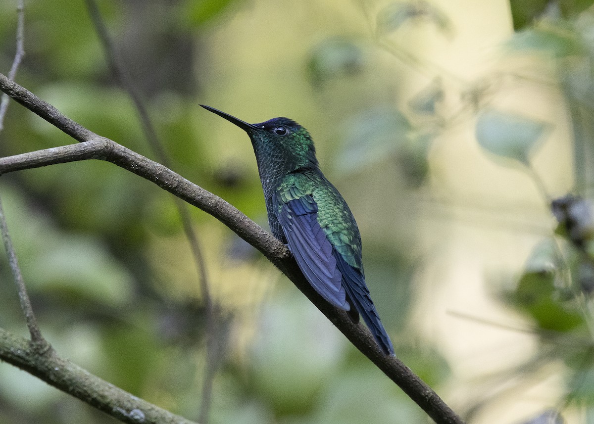 Violet-capped Woodnymph - ML638275098