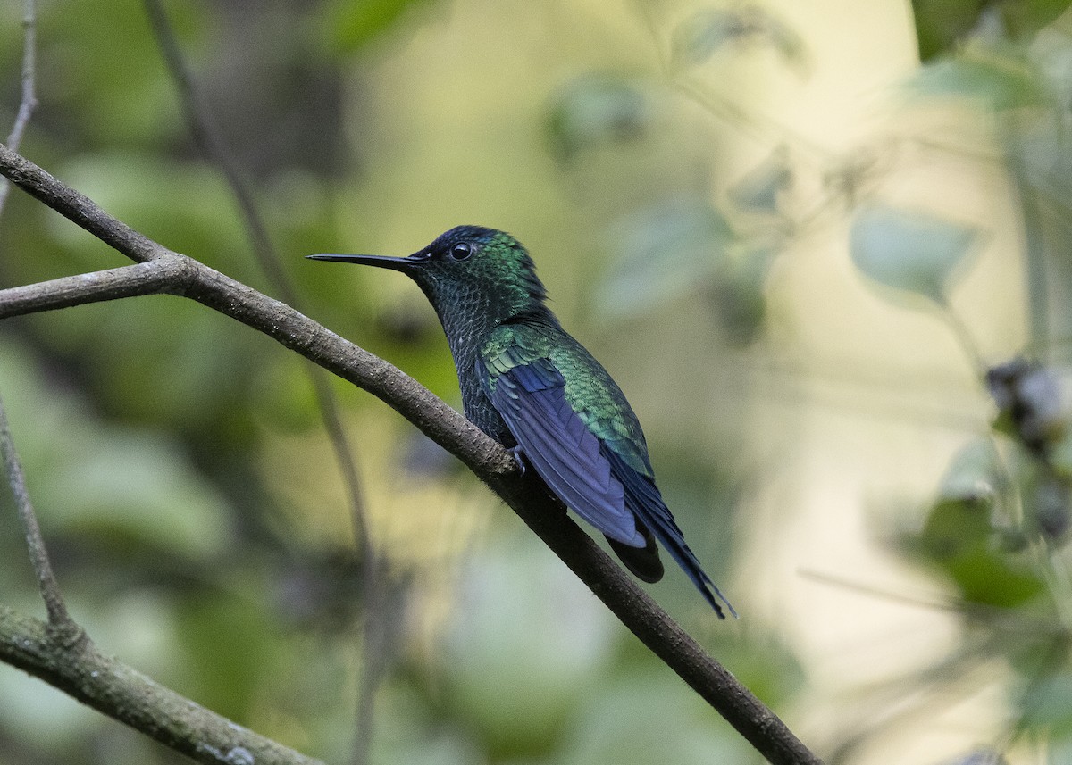 Violet-capped Woodnymph - ML638275099