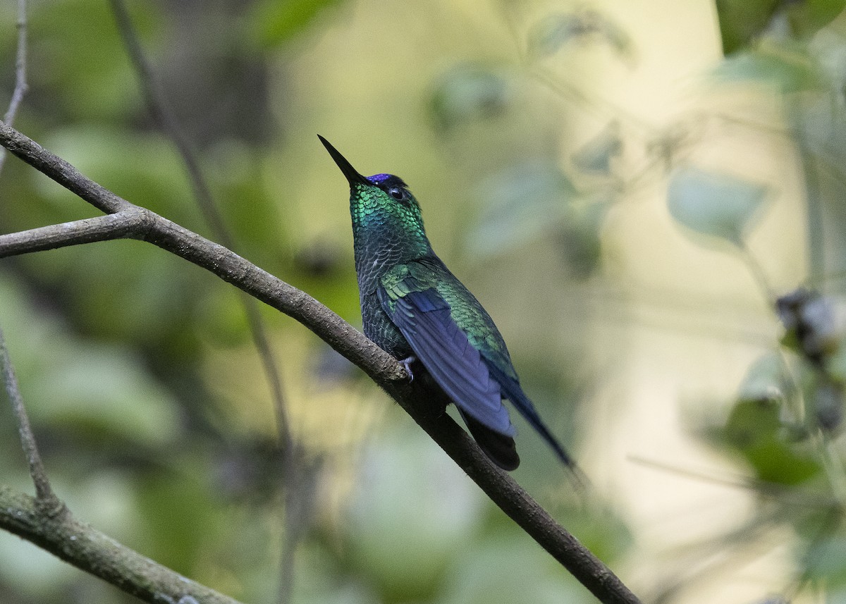 Violet-capped Woodnymph - ML638275100