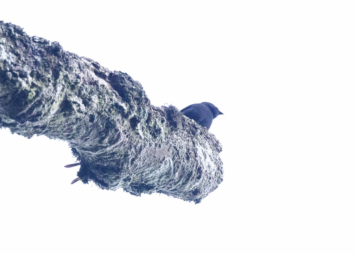Long-tailed Tyrant - ML638275106