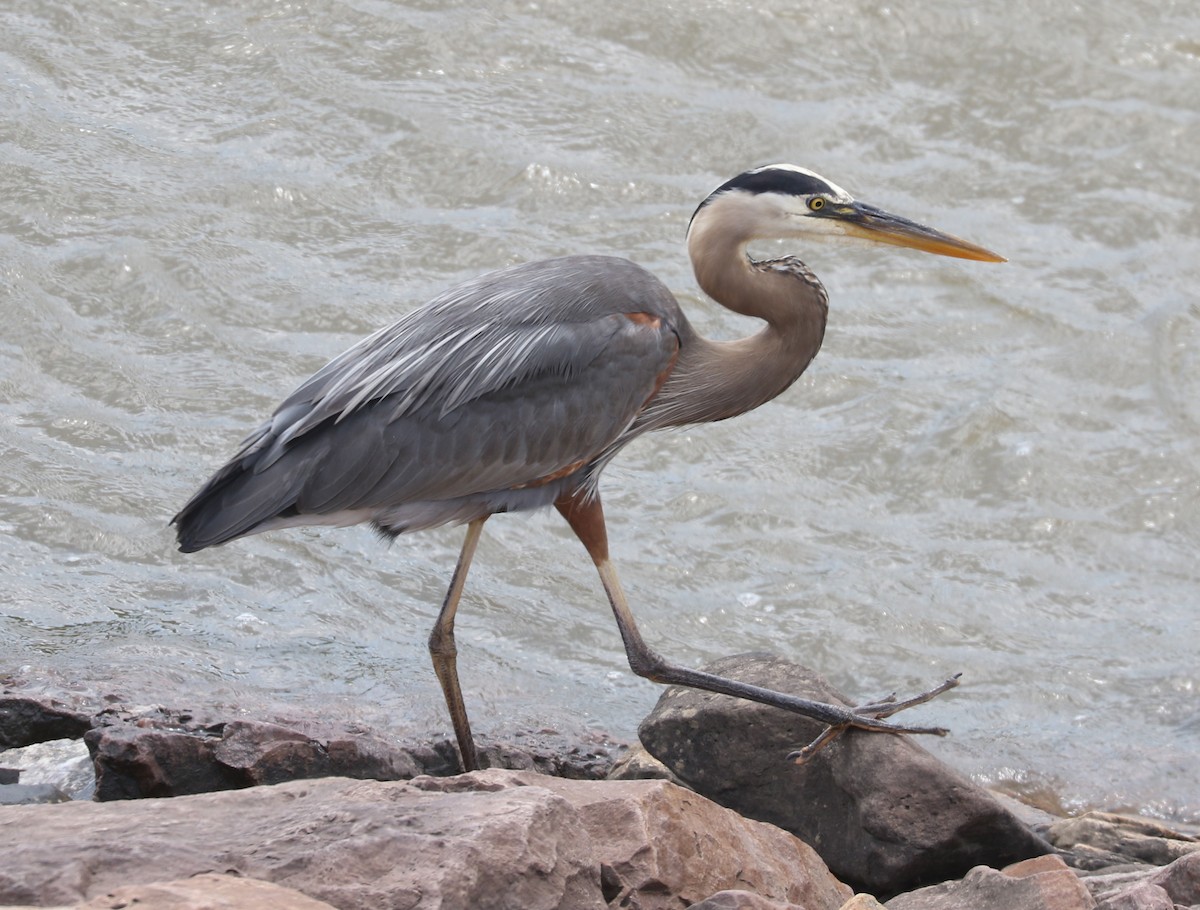 Great Blue Heron (Great Blue) - ML638275143