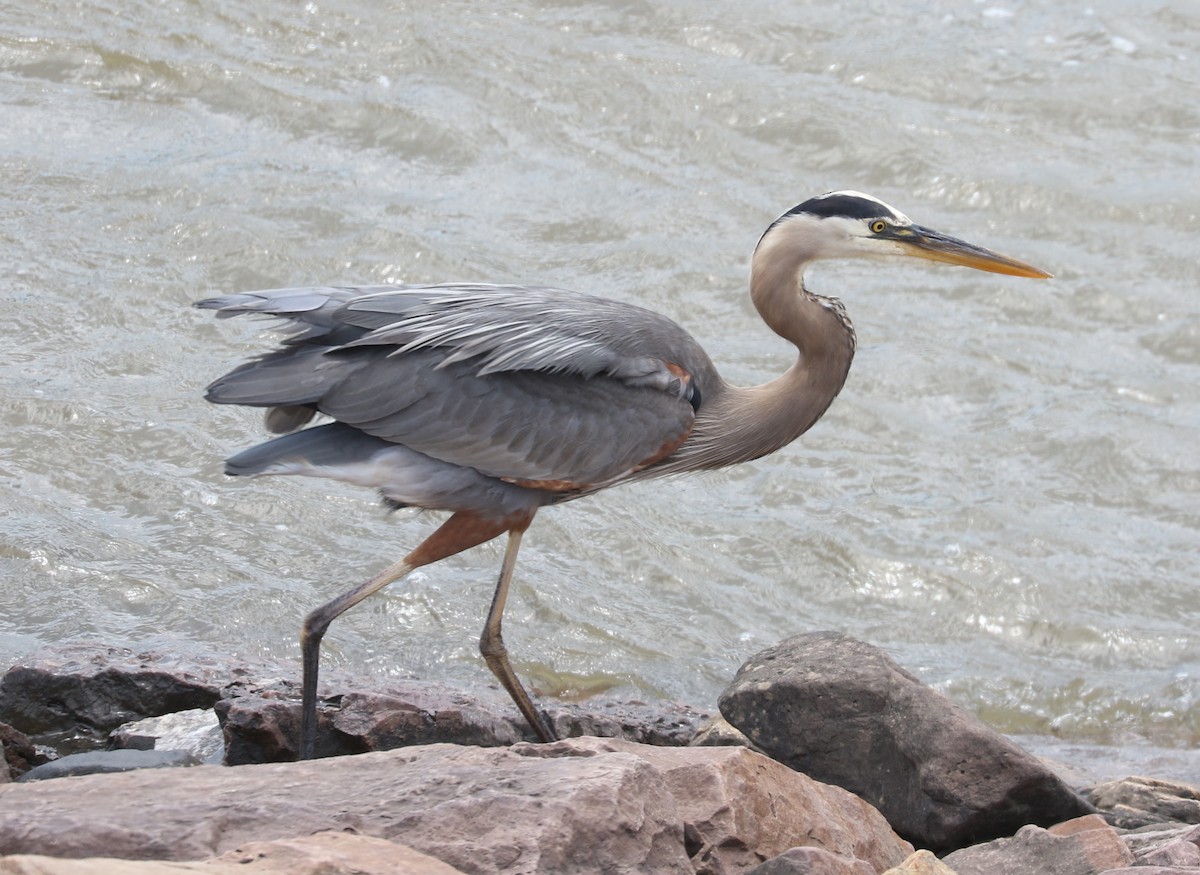 Great Blue Heron (Great Blue) - ML638275144